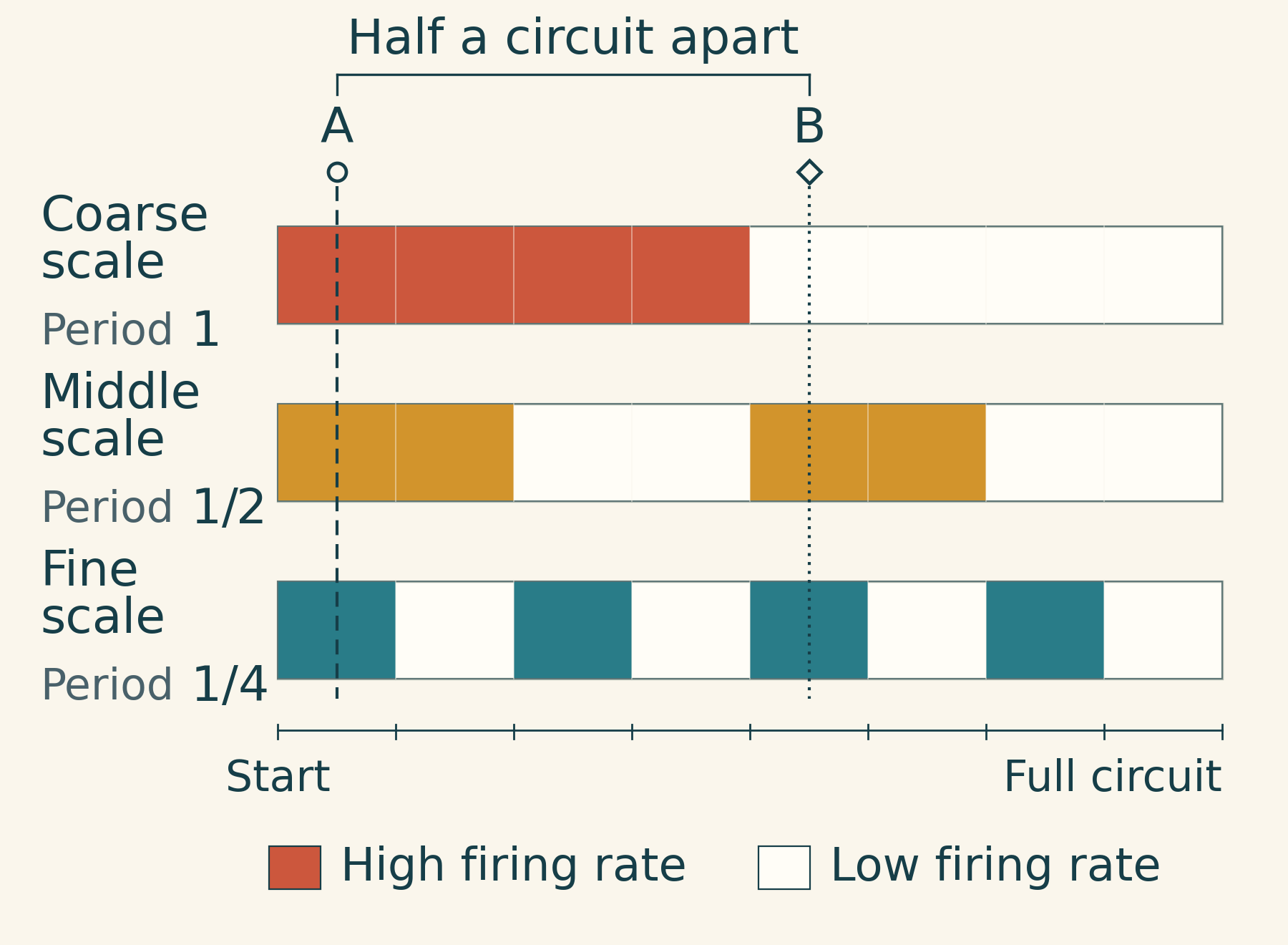 Three rows of high and low firing-rate bands with successively shorter periods. A and B, half a circuit apart, match in the middle and fine rows and differ only in the coarse row.